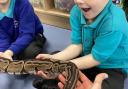 Weston school children introduced to exotic rainforest wildlife