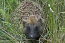 North Somerset Council has stepped up its campaign to save the area's hedgehog population.
