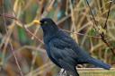 YACWAG revealed the Blackbird as its most popular bird almost every year in its bird survey.