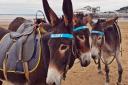 Beachgoers have complained that the donkeys have been made to work in the heat.