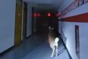Police officers pursue a deer down a hallway at Cedar Grove Elementary School in Toms River, New Jersey (Toms River Police Department via AP)