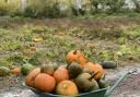 A pumpkin patch will open near Brent Knoll in October.