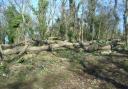 Trees in Weston Woods have been felled.