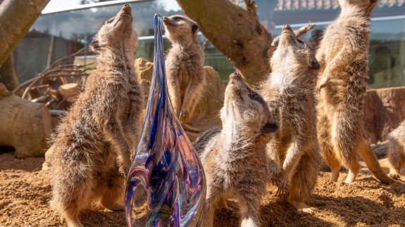 Weston Mercury: The Noah's Ark Zoo Farm meercats with an award Weston Mercury: The Noah's Ark Zoo Farm meercats with an award