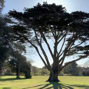 A Monterey Cypress tree, in the centre of Ellenborough Park West, has suffered fire damage this week.
