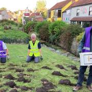 The Mendip Rotary Club has planted 4,000 Irises in Cheddar Gorge.