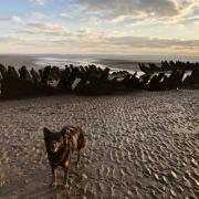 Poppy the dog enjoying a walk on Berrow beach.