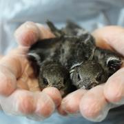 Swifts in gloved hands.