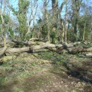 Trees in Weston Woods have been felled.
