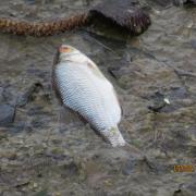 The pollution has caused the deaths of countless fish.