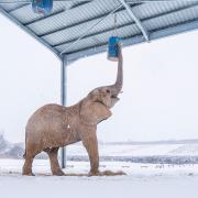 Many of the animals are making full use of the snow.