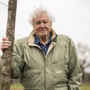 Sir David Attenborough will feature in a new hour-long documentary film on BBC One and iPlayer.