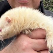 The ferret was left behind along with other poaching equipment.