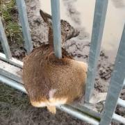 Secret World Wildlife Rescue were made aware of a deer which was stuck in a gate near Weston-super-Mare.