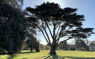 A Monterey Cypress tree, in the centre of Ellenborough Park West, has suffered fire damage this week.